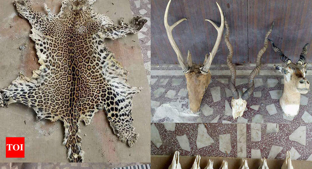 Animal smuggling racket: Chinkaras from Rajasthan, barking deer from Terai  region | Meerut News - Times of India