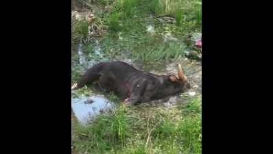 Indian gaur found dead in fish pond in TN