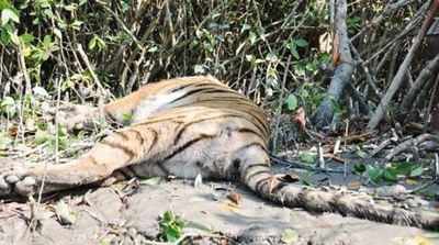 Madhya Pradesh tiger death toll hits 42 in 14 months with latest one in Satpura Tiger Reserve