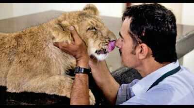 Lion Cub: An unusual bondage of a lion cub & vet at Jodhpur biopark ...