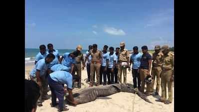 Carcass of whale shark washed ashore near Rameswaram