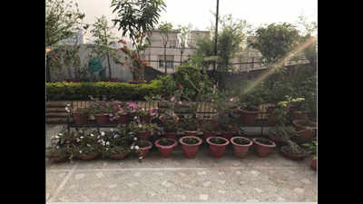 Terrace garden: The in-thing among Patnaites