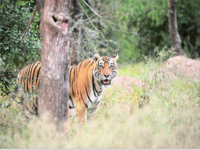 Pench tiger reserve roars with 44 tigers