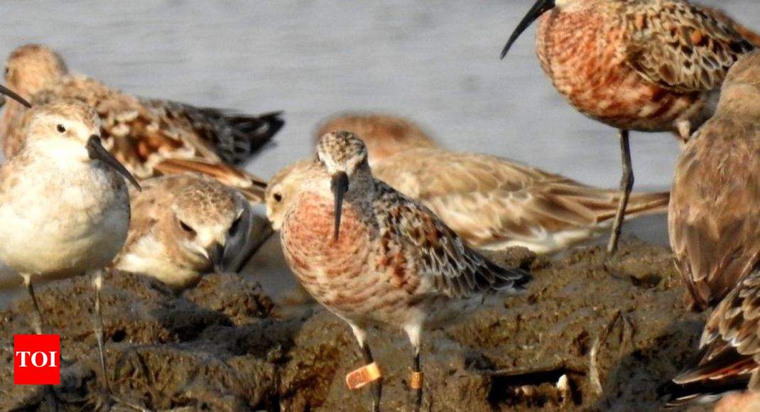 resighting of birds: Ringed birds in Navi Mumbai wetlands ...