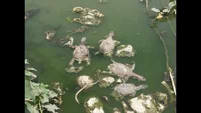 Over 100 endangered turtles found dead in pond in Agra village