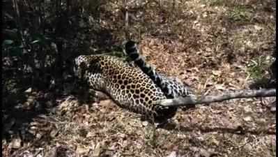 Forest dept orders probe into mutilation of panther
