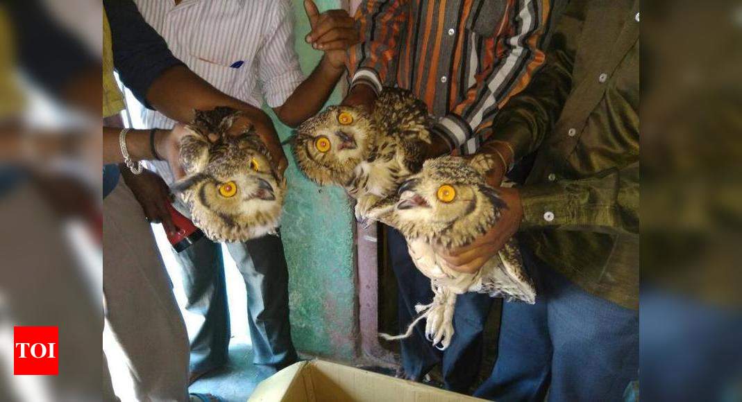 Three Owls Meant For Black Magic Rescued Hubballi News Times Of India