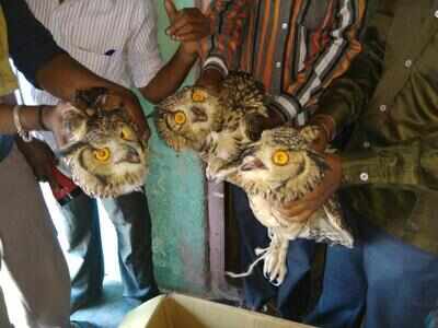 Three owls meant for black magic rescued | Hubballi News - Times of India Three owls meant for black magic rescued | Hubballi News - Times of India