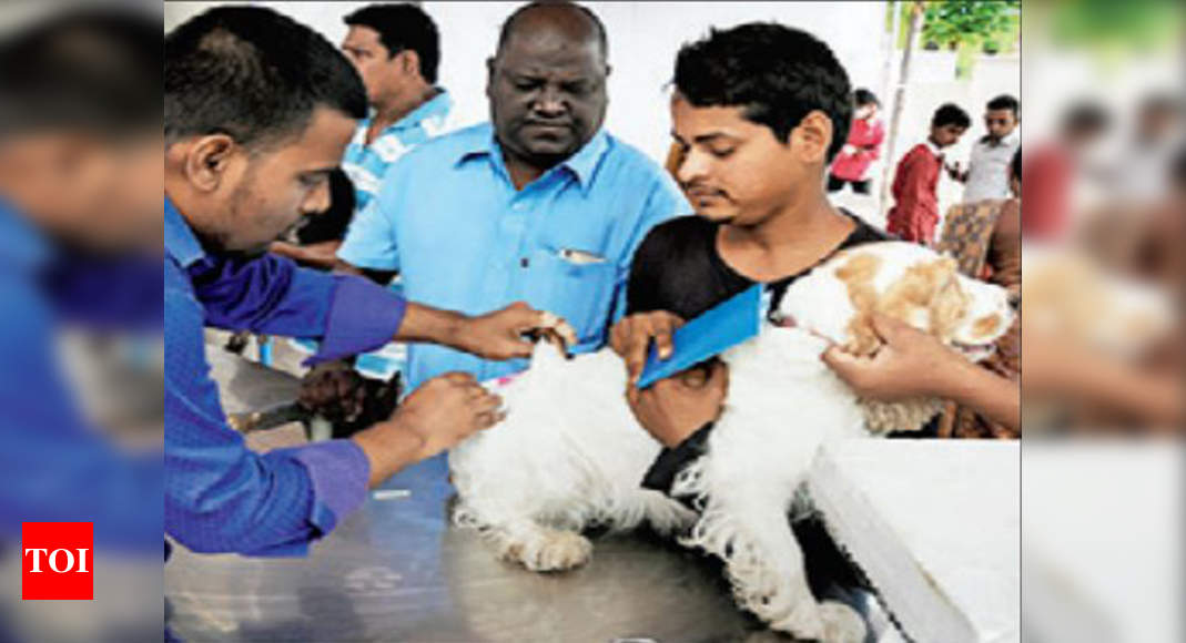 Prescription for pets gets costlier, govt hospitals to charge a bomb |  Hyderabad News - Times of India
