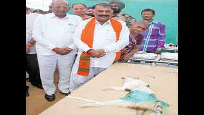 Cat neutered in open for minister’s viewing in Bhuj