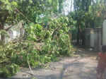 Hyderabad rains - tree falls