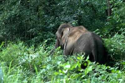 Jharkhand forest department begins elephant census in Palamu Tiger Reserve, 8 sanctuaries
