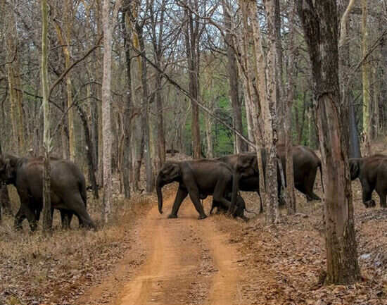 Best places to visit in Chikmagalur
