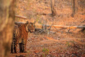 Bhadra Wildlife Sanctuary