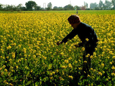 Mustard set to be India’s first GM food, gets regulator nod