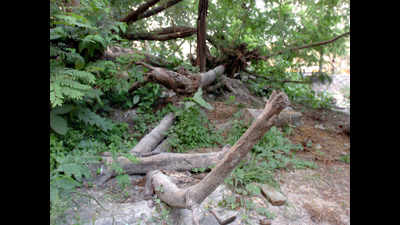 Broken tree branches narrow down roads in Hyderabad
