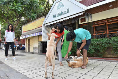 CompassionatePune initiative brings summer respite to strays | Pune News -  Times of India