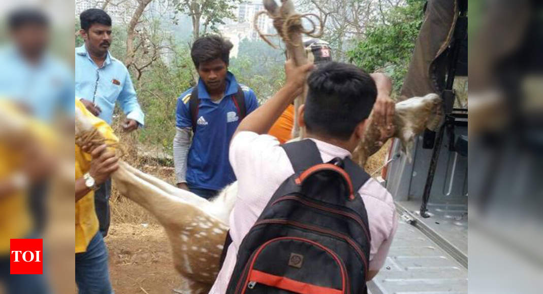 Pregnant Deer Falls And Dies After It S Chased By Stray Dogs Mumbai   Photo 