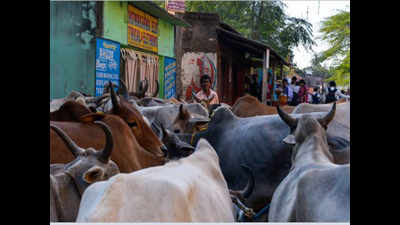 Two held for transporting cattle illegally