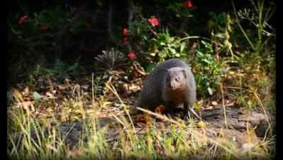Concern over rise in mongoose numbers