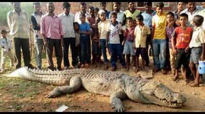 Karnataka heatwave: 3 crocodile deaths in Bagalkot in 15 days