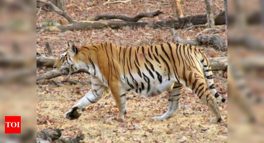 Villagers in UP to get a lesson on tiger | Lucknow News - Times of India