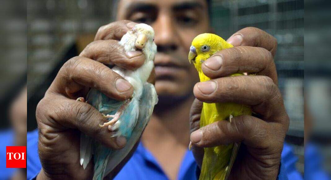 Bird hospital sees a rush as summer peaks Gurgaon News Times of India