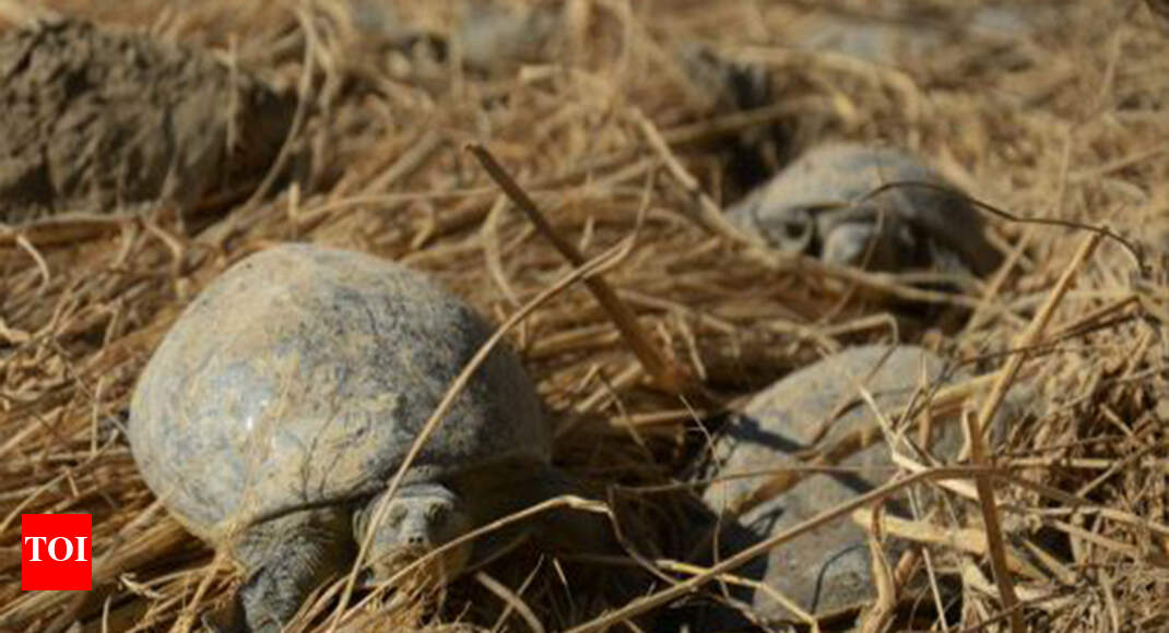 turtle catchment area Illegal turtle trade UP officer selected for