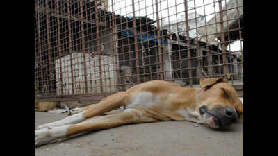Major beats 3 stray dogs to death in Dehradun