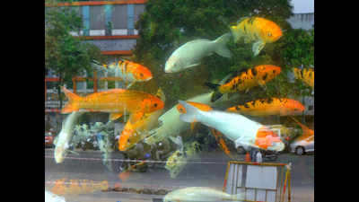 Country's 1st ornamental fish park in Chennai by August