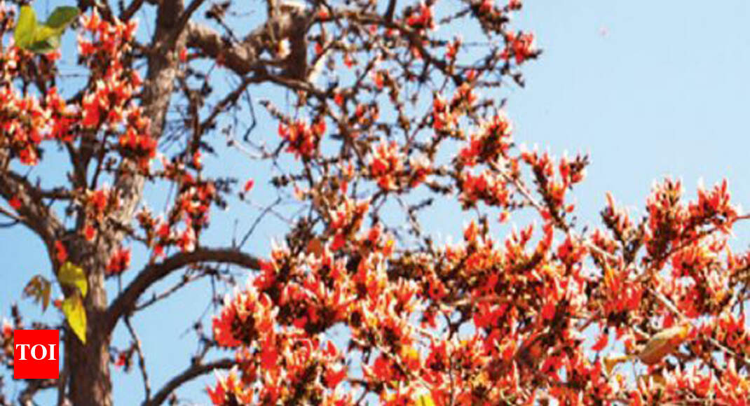 state flower dhak Chandigarh's official flower, dhak, set for comeback