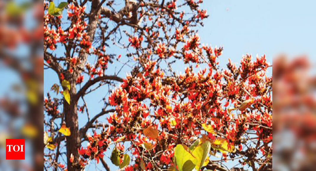 State Flower Dhak Chandigarh's official flower, dhak, set for comeback