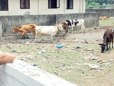 Municipal Corporation Mohali smells rat, cancels contract of cattle pound | Chandigarh News - Times of India Municipal Corporation Mohali smells rat, cancels contract of cattle pound | Chandigarh News - Times of India