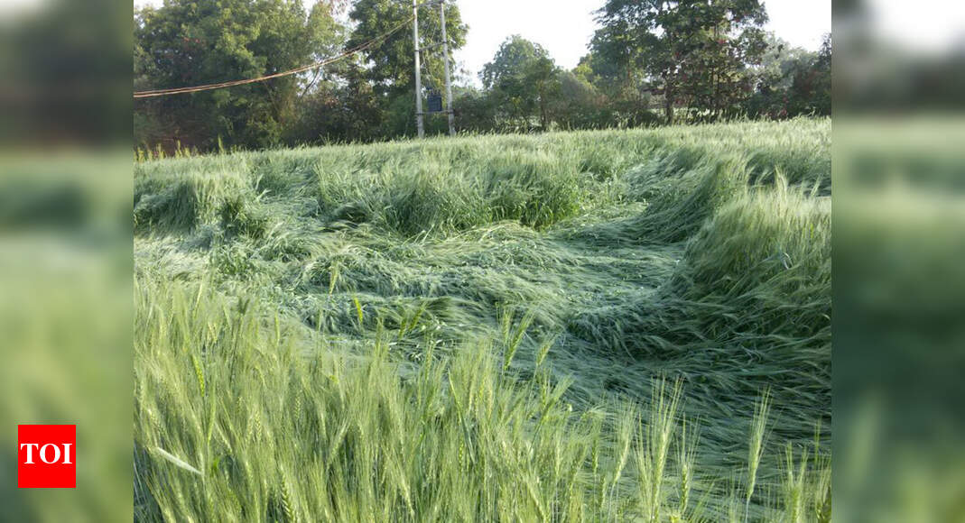 Pune Weather: Strong winds, rains damage 3,000 hectares of crops | Pune ...