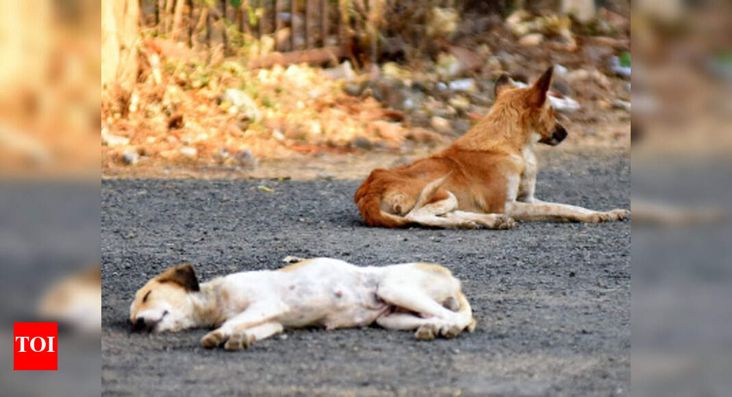 Major accused of killing dogs admits to beating them Dehradun News