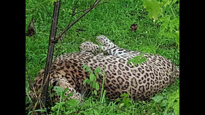 Two leopards found dead in Chandrapur and Amravati districts