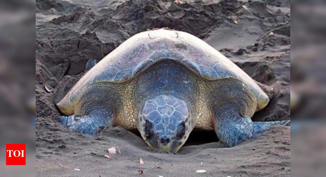 Vets give tips on how to handle turtles Thane News Times of India