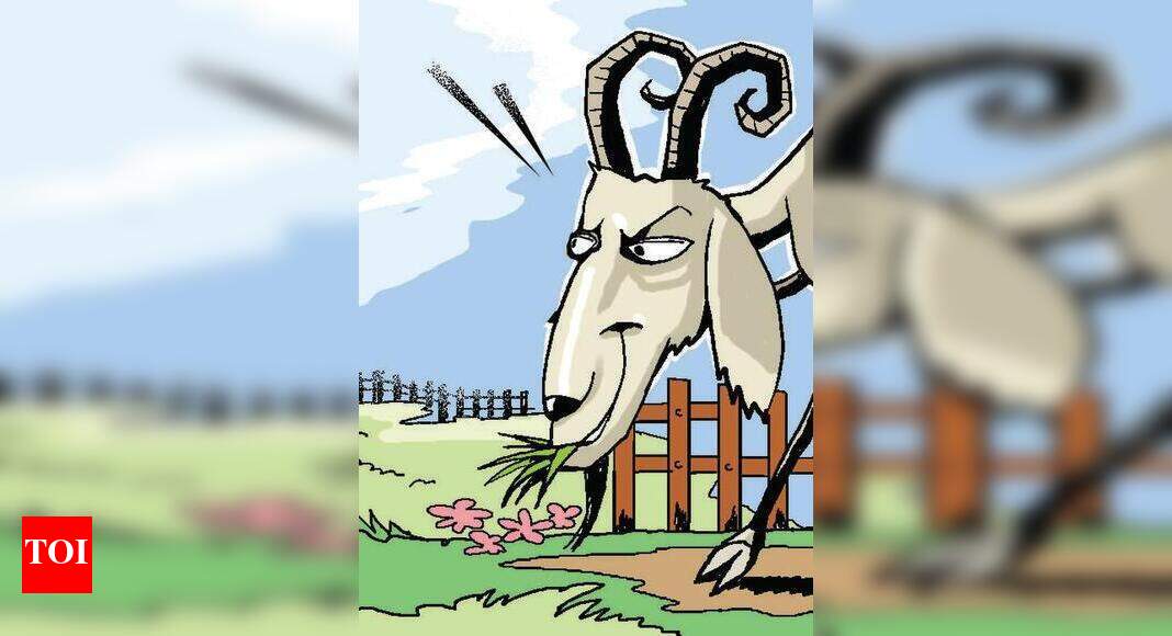 Munawwar Salim: Goatcha! Cops find MP’s missing herd | Bhopal News ...