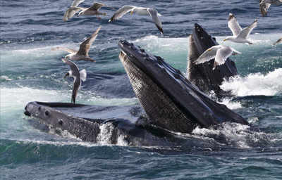 How whales became biggest animals on Earth found