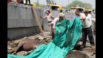 Late night accident leaves 6 buffaloes dead, halts traffic