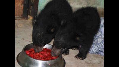 Sloth bear cubs trapped in deep well rescued in Tumakuru
