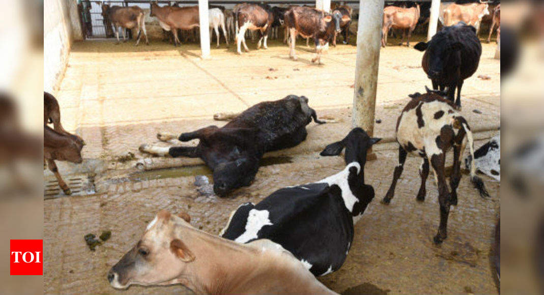 Centre bans sale of cattle for slaughter at livestock markets | India News  - Times of India