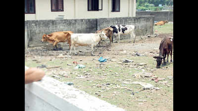 5 held for stealing cattle; targeted isolated sheds