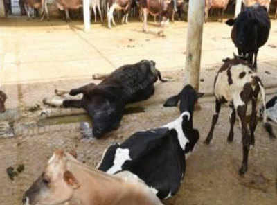 Centre bans sale of cattle for slaughter at livestock markets | India News  - Times of India