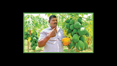 Papaya bears fruit for organic farmer