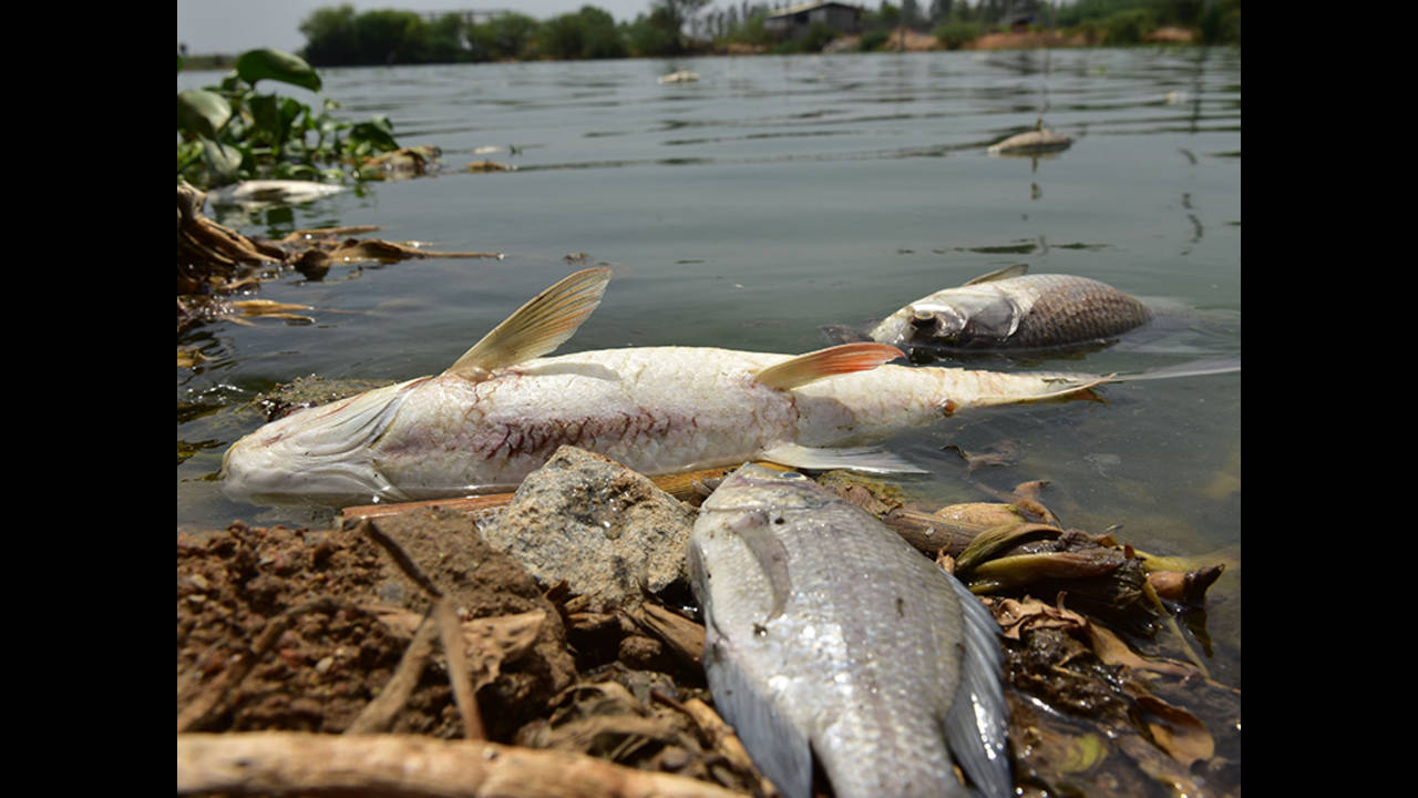 Fish Found Floating In Lake: 30,000 dead fish floating in polluted