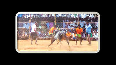 Bull-tamer gored to death in jallikattu-like event in Melur