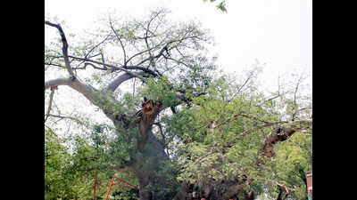 Roots, branches of trees weaken Avinashi flyover