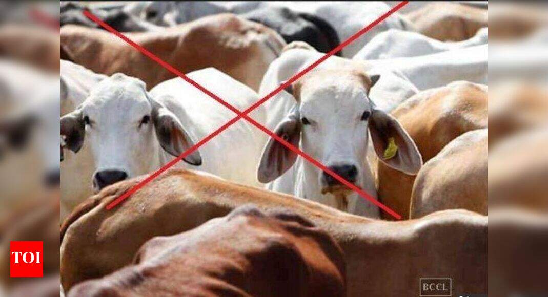 Beef Ban In India: West Bengal, Kerala take bull by horn, reject cattle ...