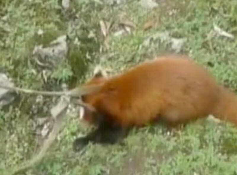 Endangered red panda chased by stray dogs, rescued by SSB troops